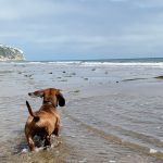 Weekend on the Isle of Wight aka Frankie’s first Holiday